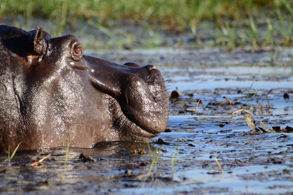 hippopotamus, hippo, mammal-1652906.jpg